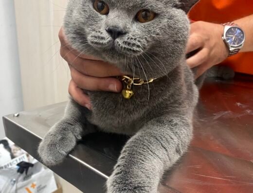 ATAVET Veteriner Kliniği