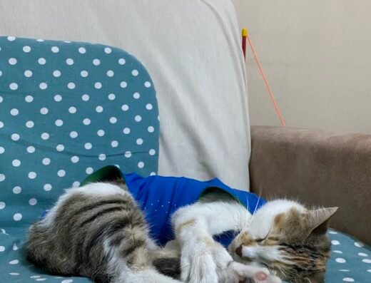 Lilavet Veteriner Kliniği Isparta