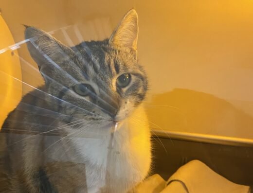 Petite Veteriner Klinigi