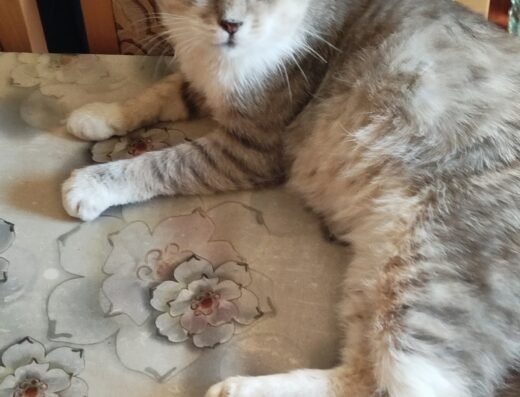 Akdeniz Hayvan Hastanesi