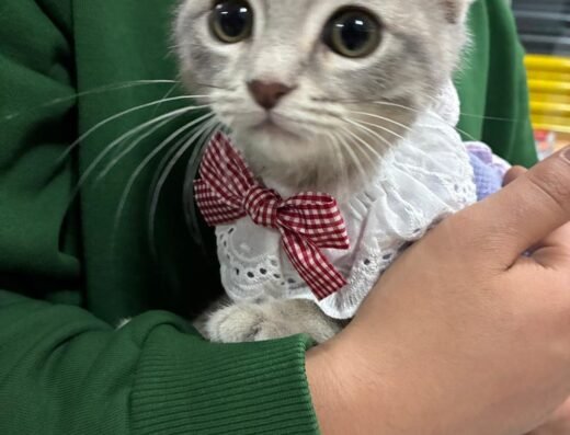 Sevvet Veteriner Kliniği & Petshop